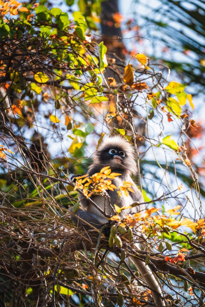 dusky leaf monkey railay beach