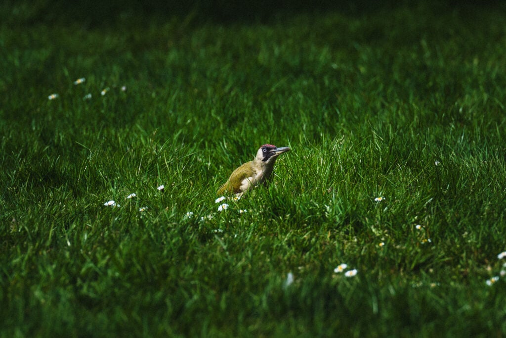 green woodpecker kew gardens