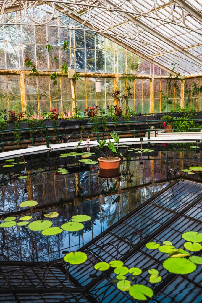 water lily house kew gardens