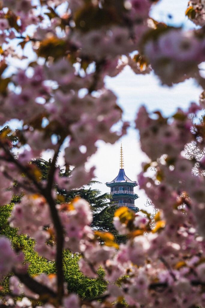 cherry blossom kew gardens