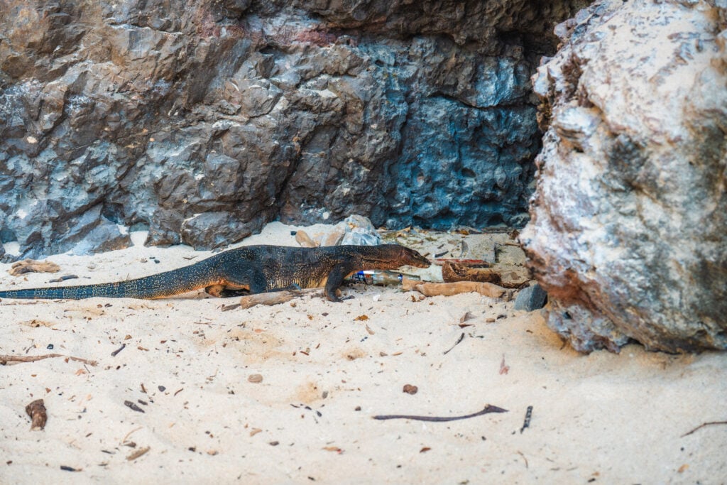 monitor lizard railay beach