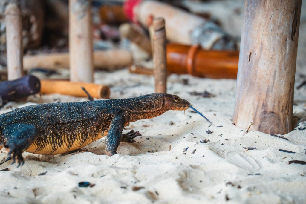 monitor lizard at railay