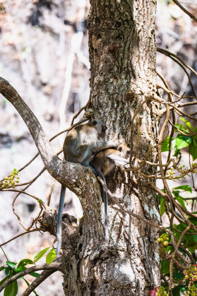 monkey at tiger cave temple