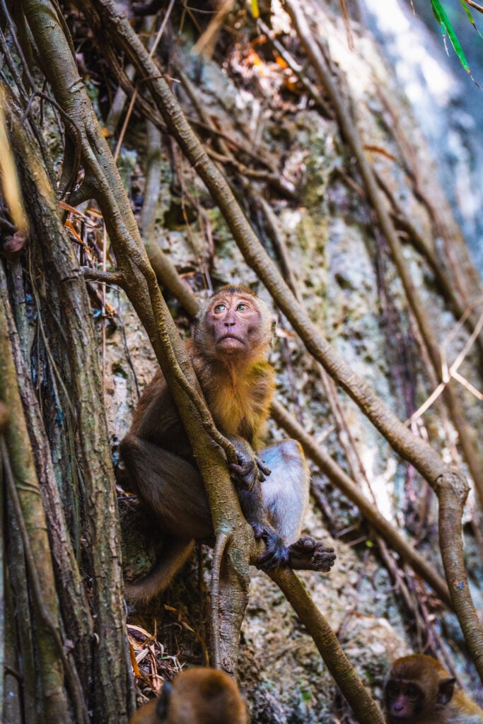monkeys at railay beach