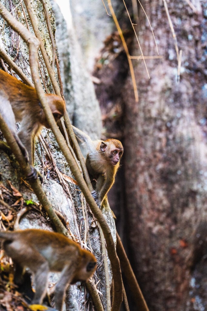 monkey railay beach