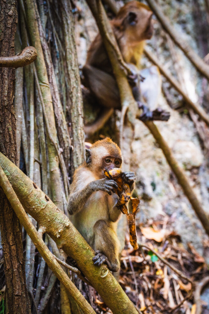 monkeys at railay beach
