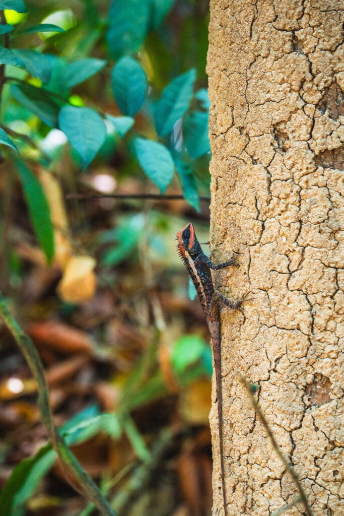 lizard in krabi thailand