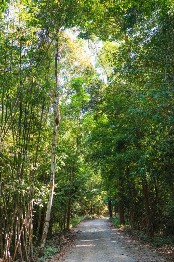 forest walk krabi