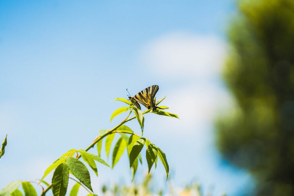 butterfly in labro