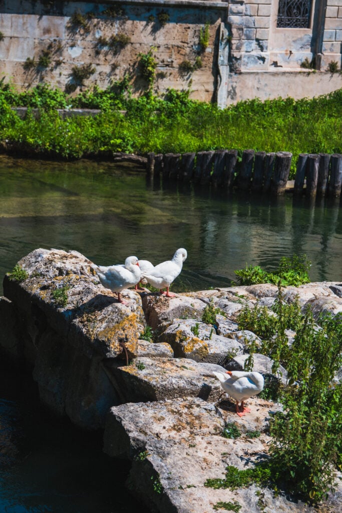 swans in rieti
