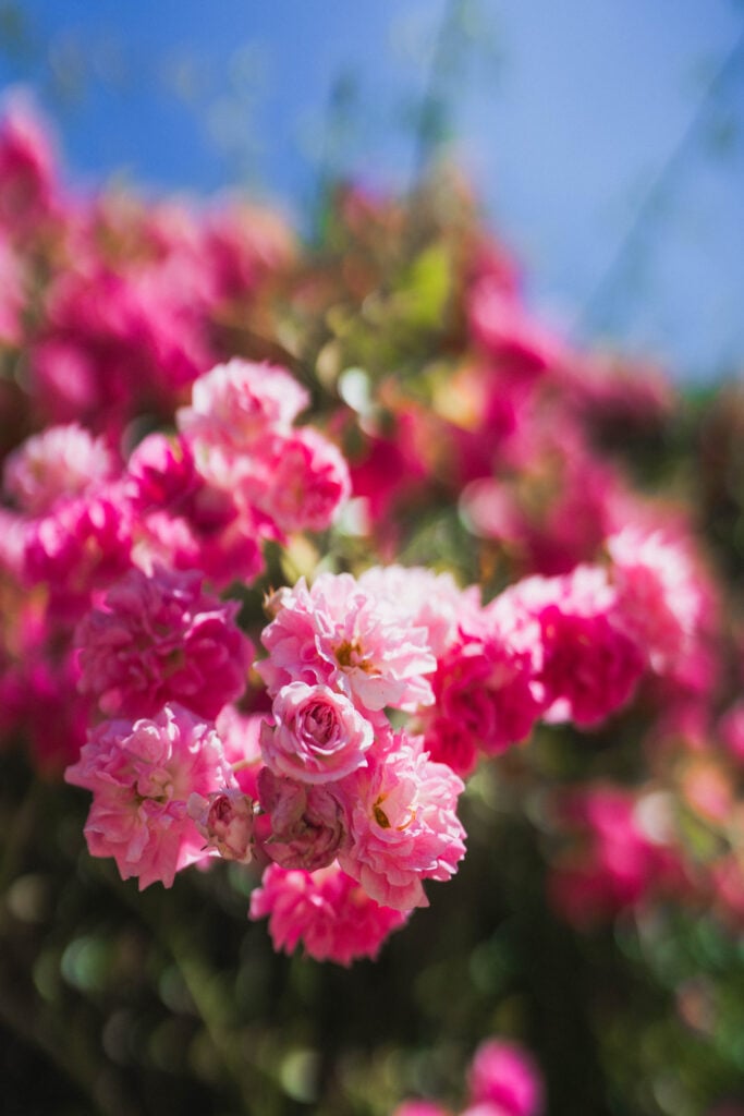 roses on the via francigena