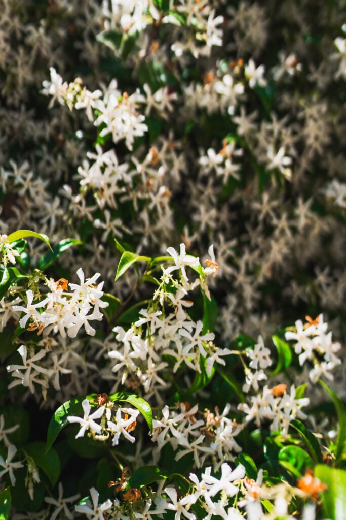 honeysuckle via francigena