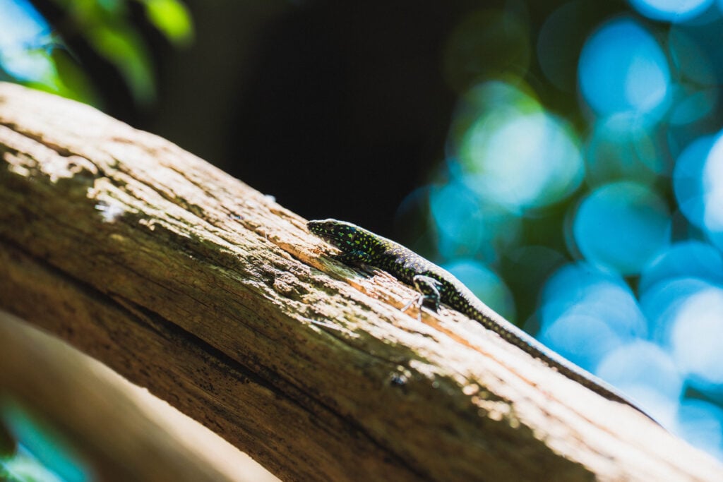 lizard in labro