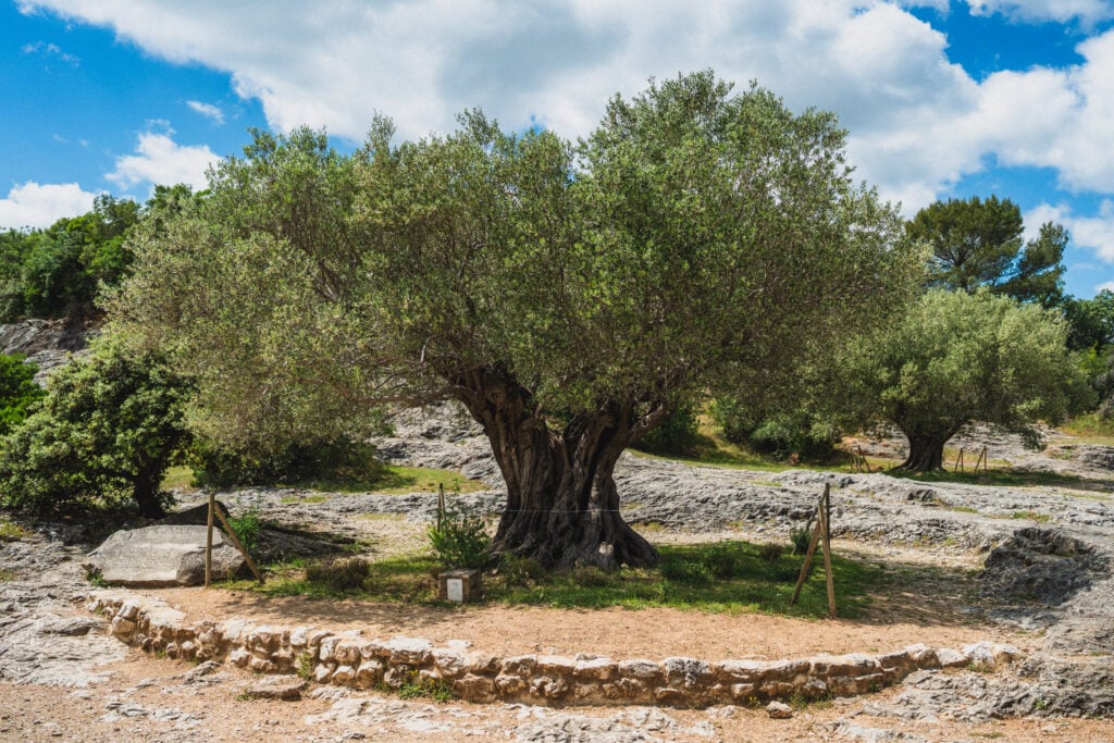 olive tree at pont du gard