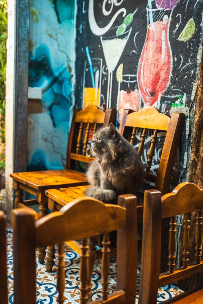 cat on hanoi train street
