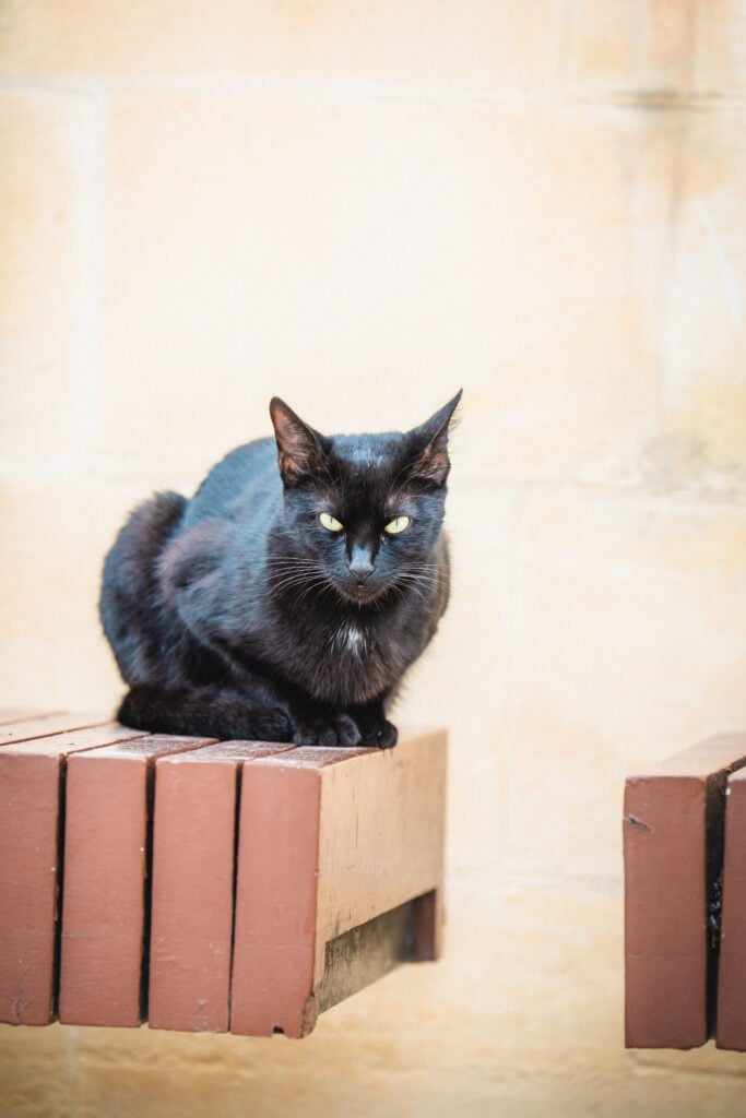 cat in malta