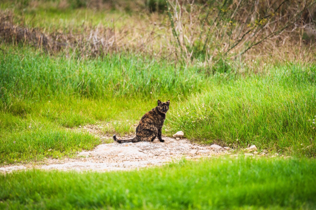 cat in malta