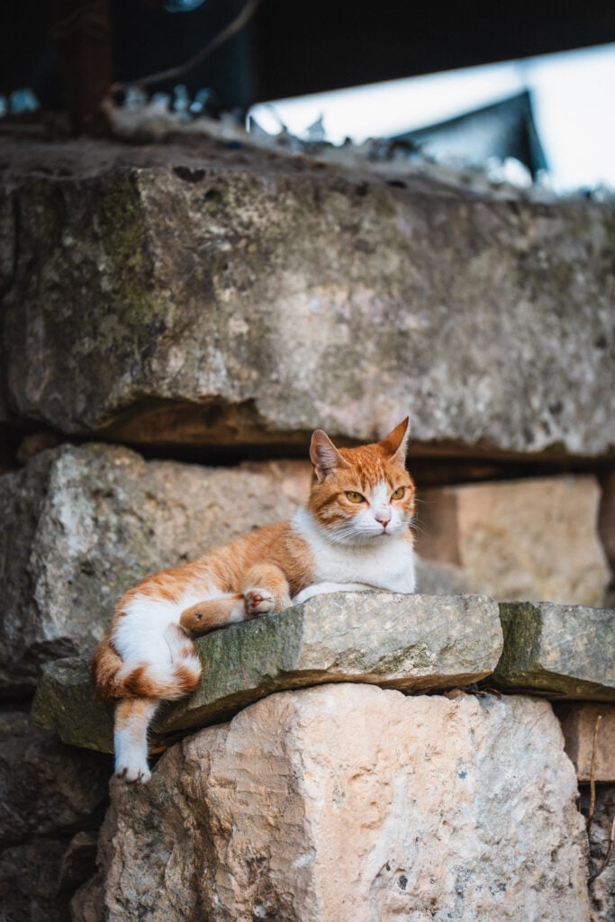 maltese cat