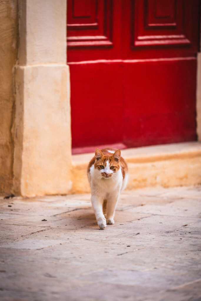 cat in malta