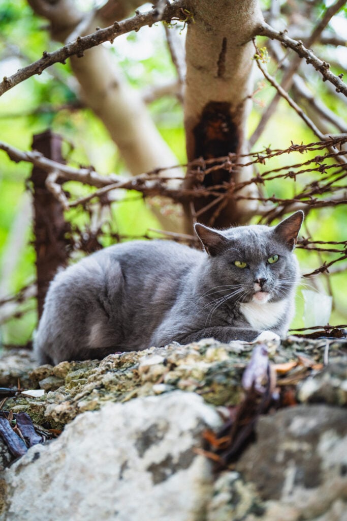 grey cat malta