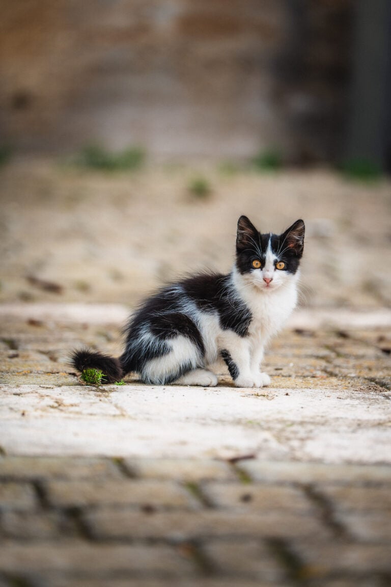 kitten in malta