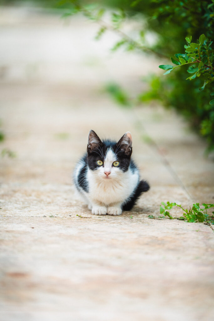 kitten in malta