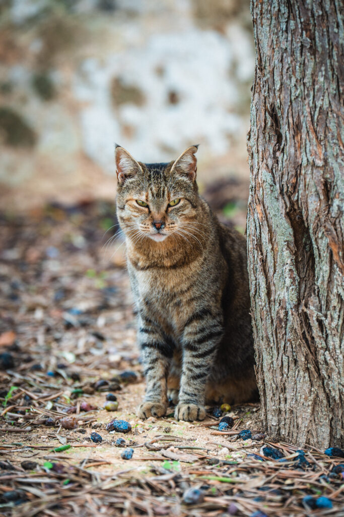 cat in malta