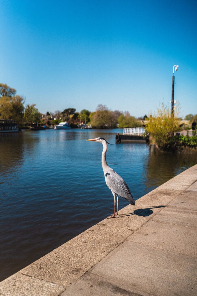 richmond riverbank