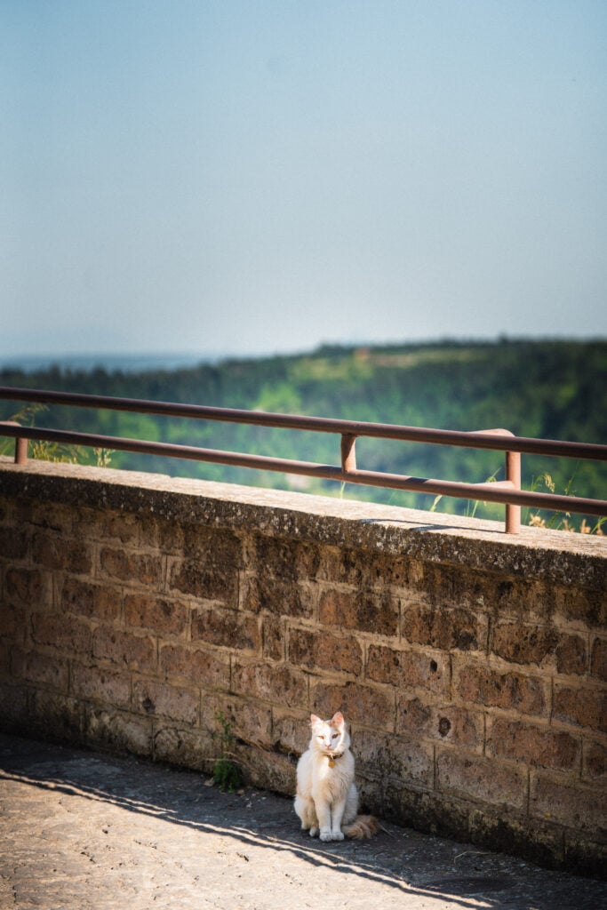 cat in civita di bagnoregio