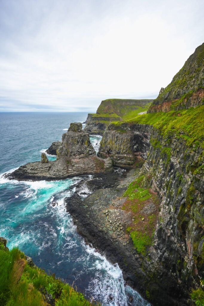 rathlin island seabird colony 