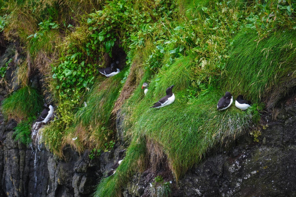 puffin rathlin