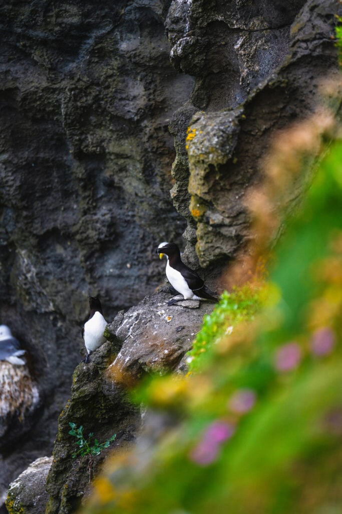 bird at Carrick-a-Rede