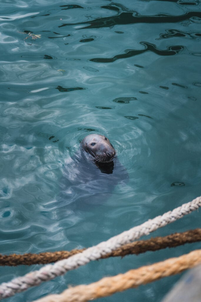 seal at howth