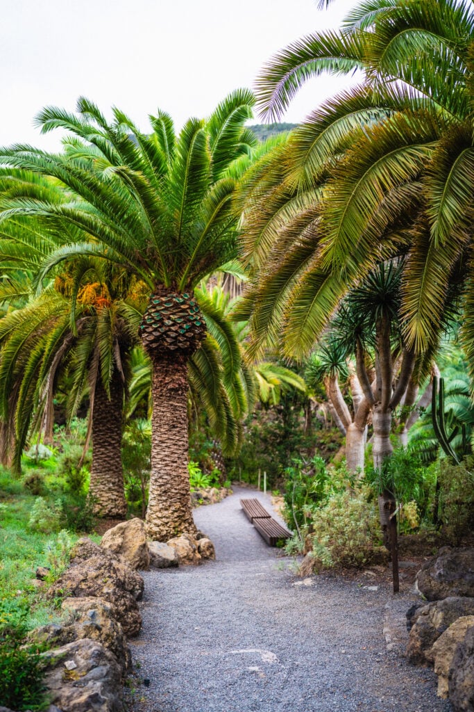 trees in icod de los vinos