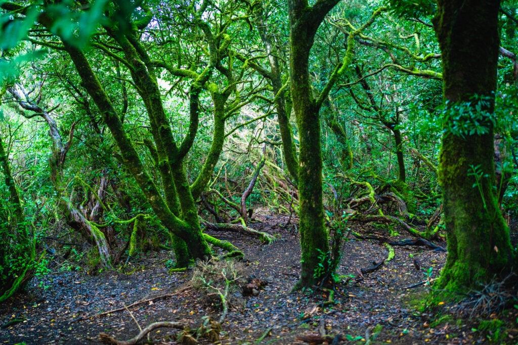 Parque Rural de Anaga