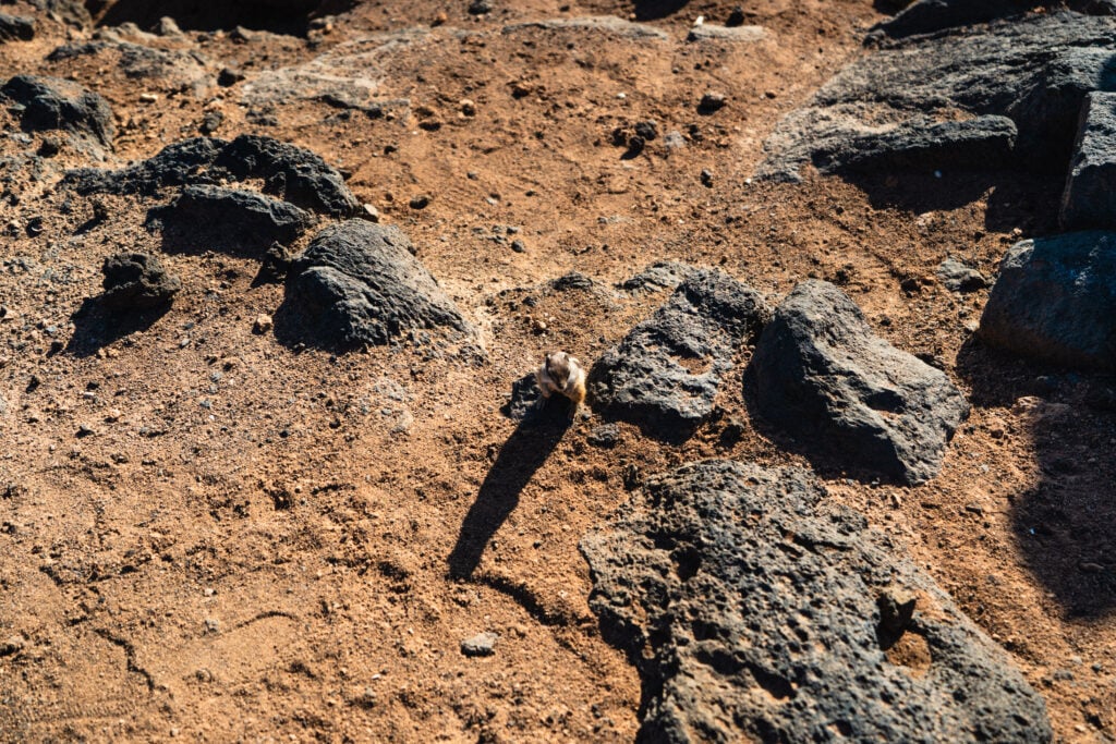barbary ground squirrel salinas del carmen